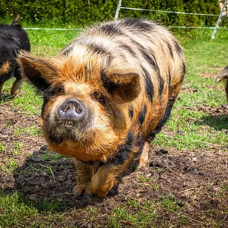 Meissnitzerhof Daire Sankt Margarethen im Lungau
